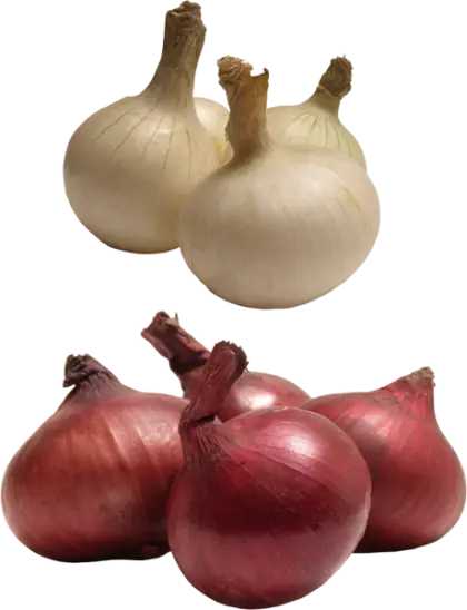Red and White Onions for Culinary Use