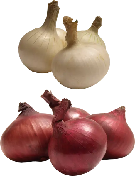 Red and White Onions for Culinary Use