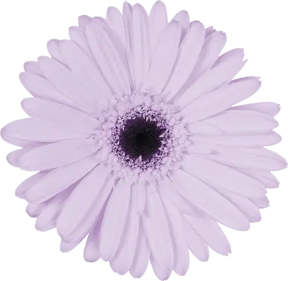 Purple Daisy Flower Bloom