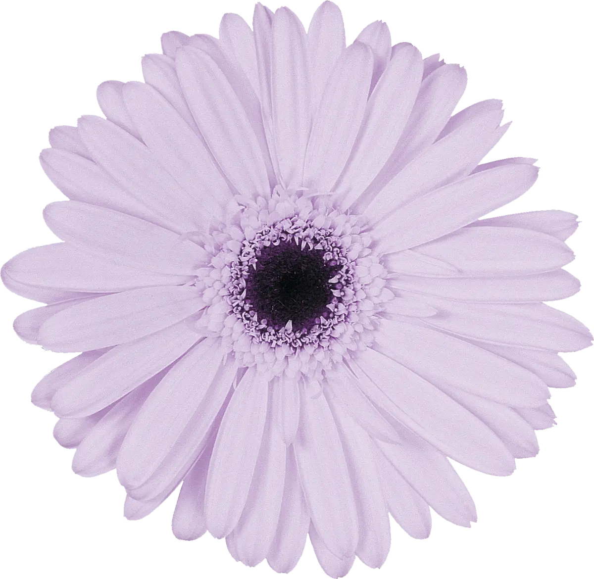 Purple Daisy Flower Bloom