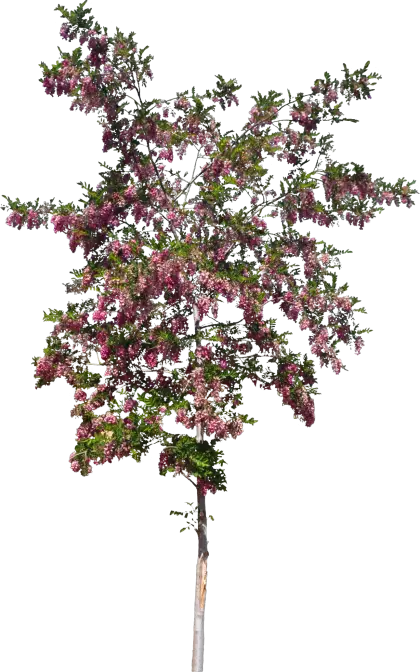 Flowering Tree in Bloom