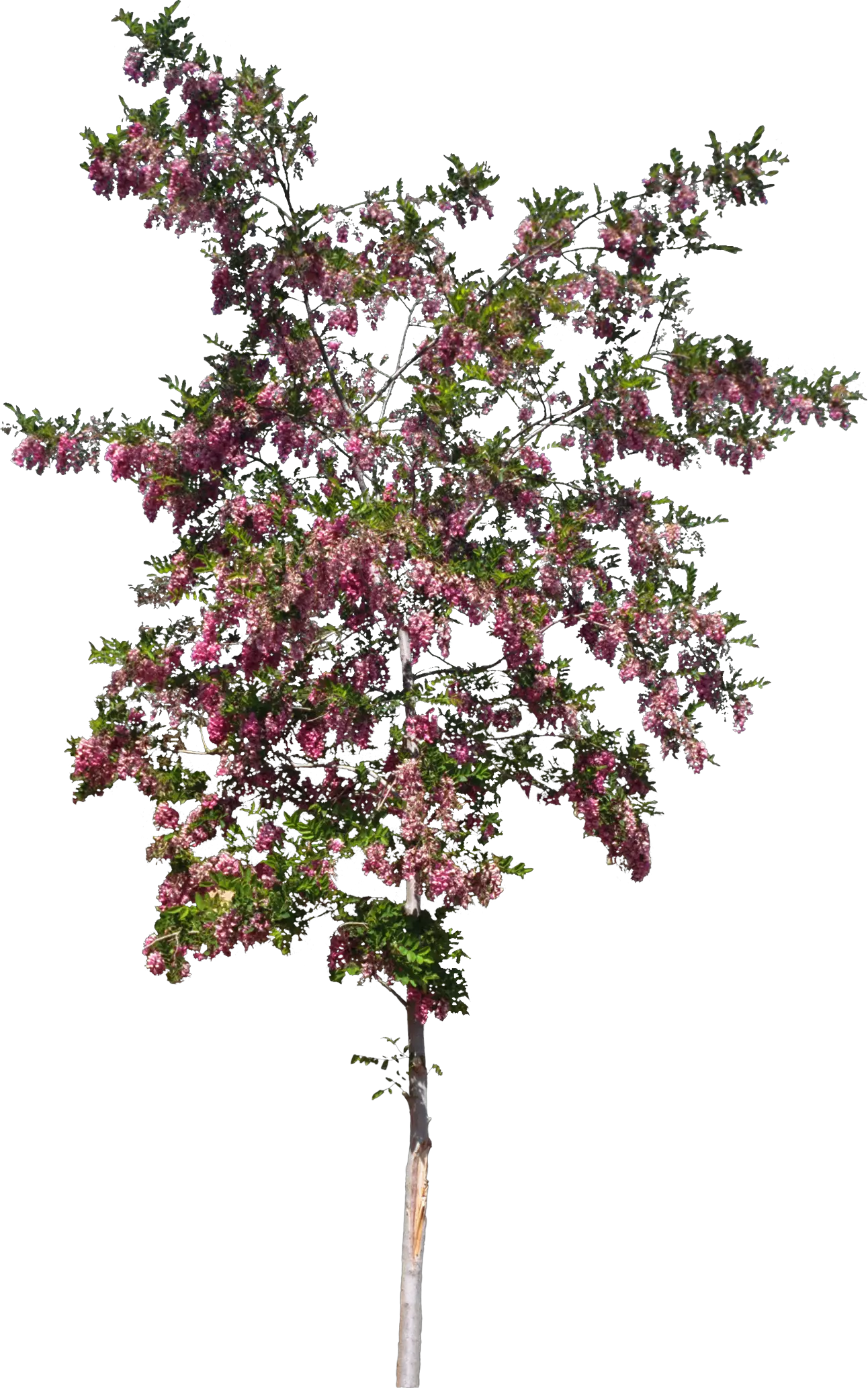 Flowering Tree in Bloom