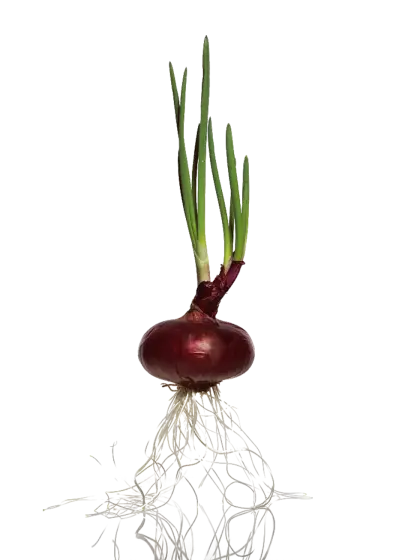 Sprouting Red Onion with Roots