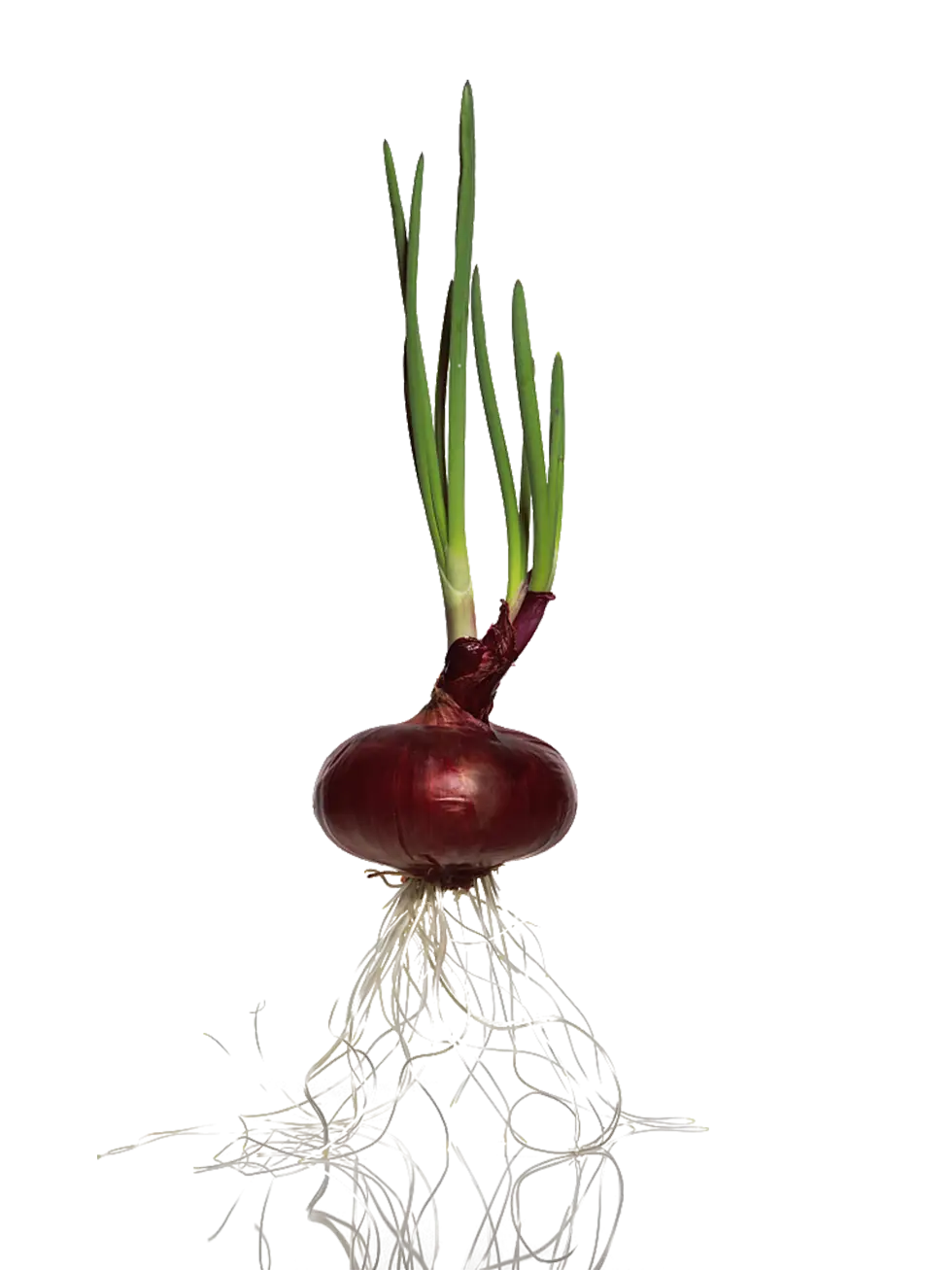 Sprouting Red Onion with Roots