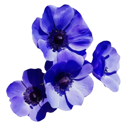 Vibrant Blue Anemone Flowers