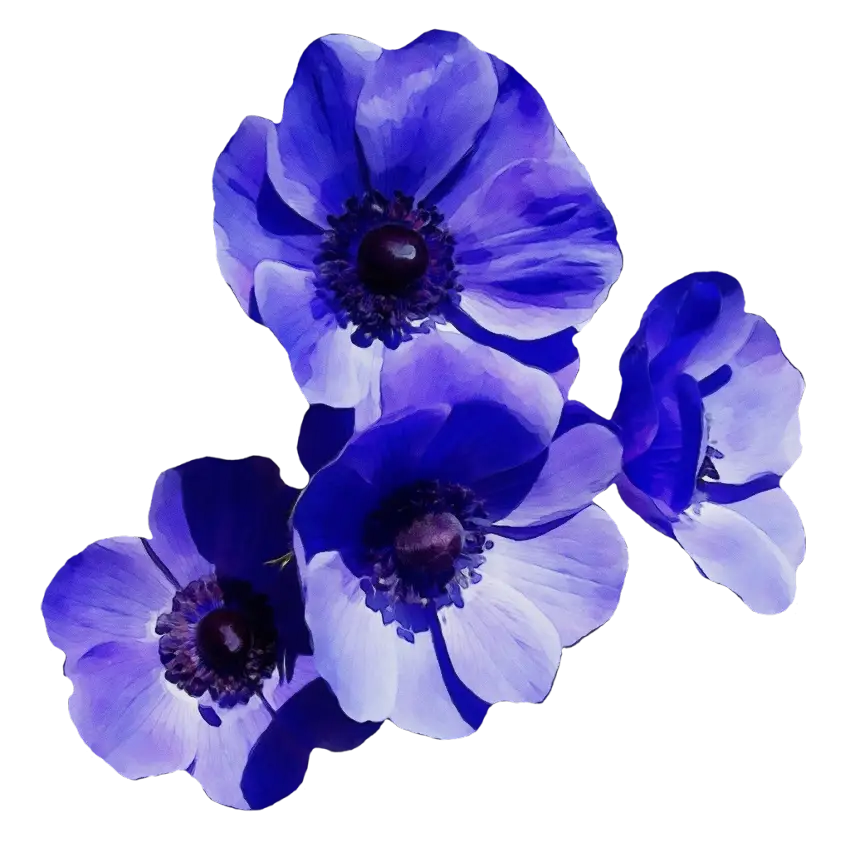 Vibrant Blue Anemone Flowers