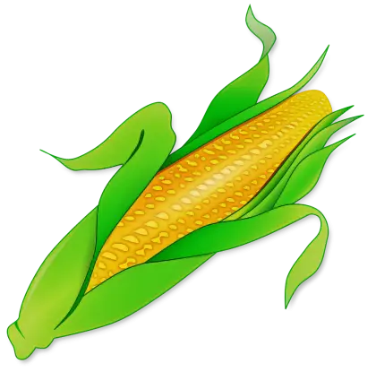 Fresh Ear of Corn with Leaves