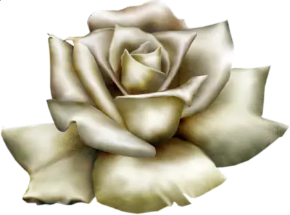 White Rose Illustration Design for Elegant Themes
