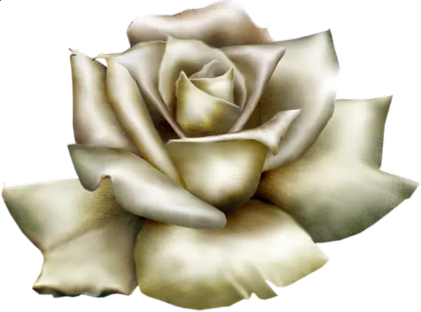 White Rose Illustration Design for Elegant Themes