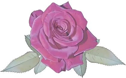 Pink Rose Flower Illustration