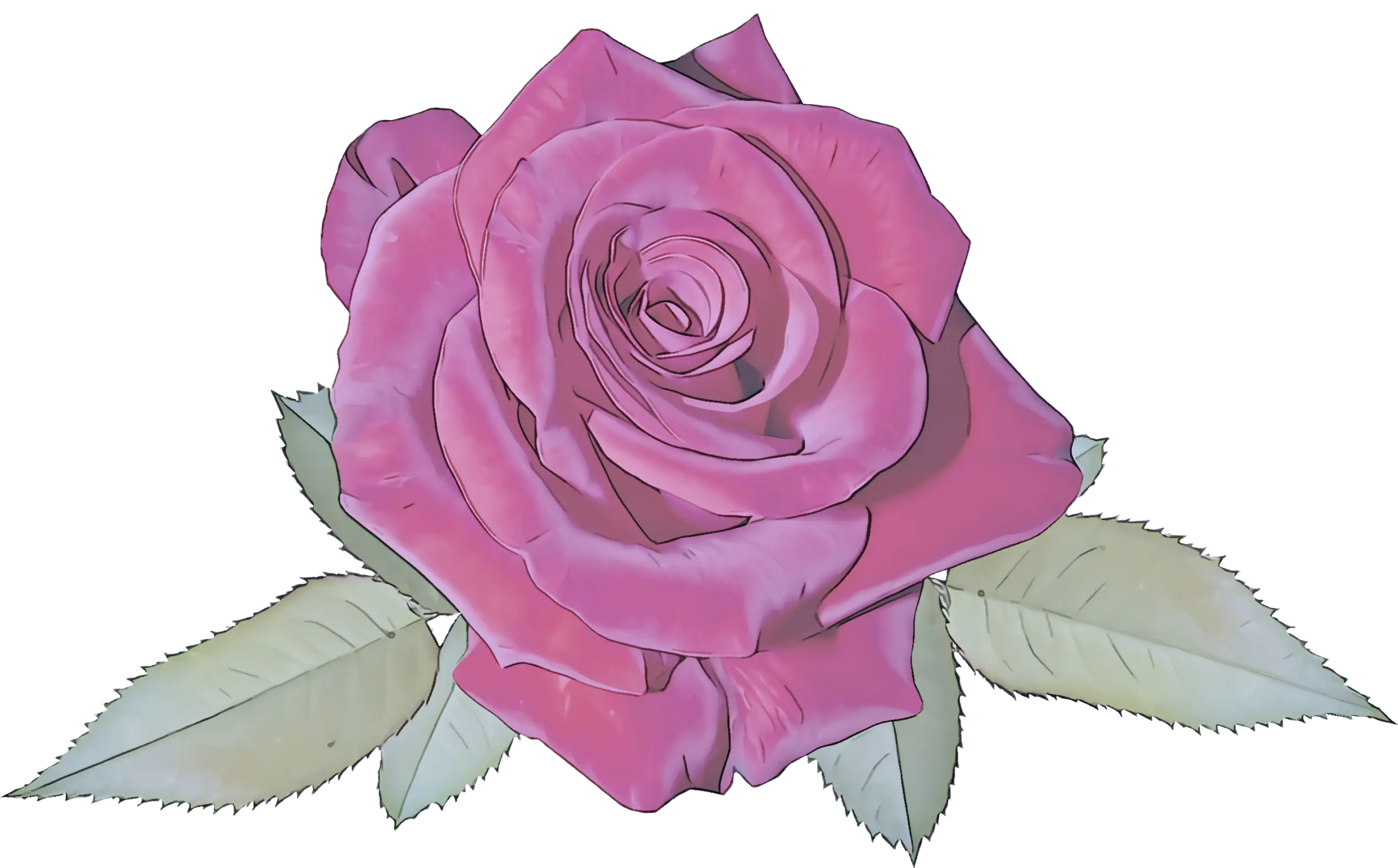 Pink Rose Flower Illustration