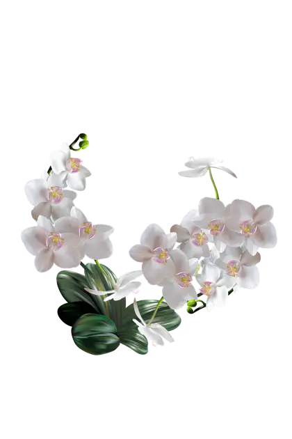 Beautiful White Orchids