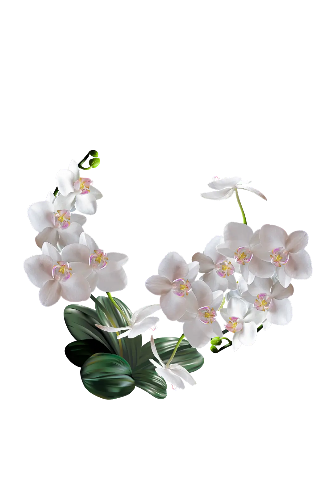 Beautiful White Orchids