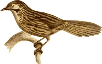 Vintage Bird Illustration on Branch