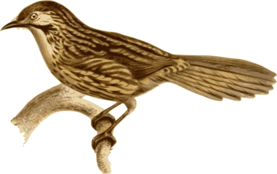 Vintage Bird Illustration on Branch