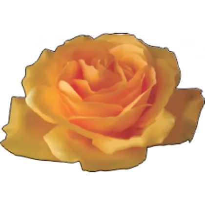 Beautiful Yellow Rose Bloom