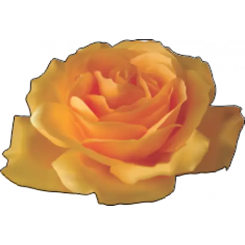 Beautiful Yellow Rose Bloom