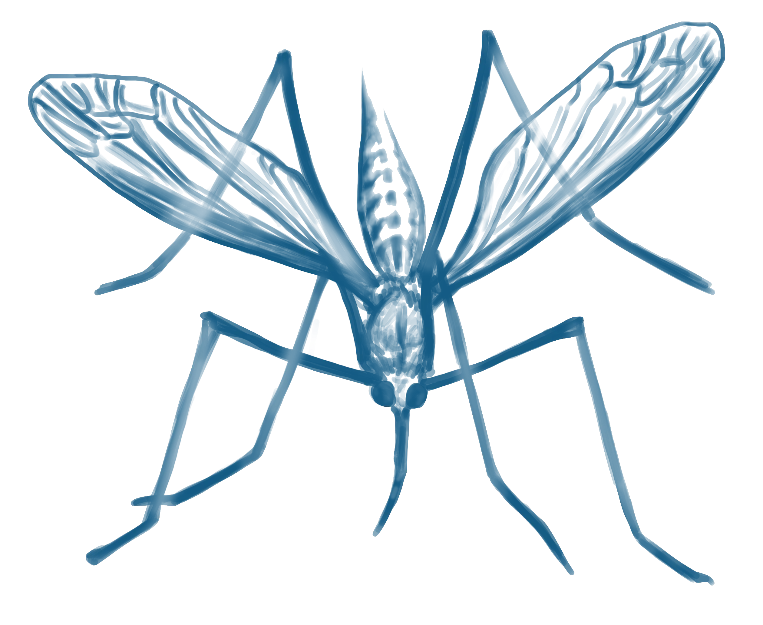 Blue Mosquito Illustration in Detailed Sketch Design