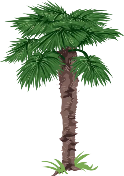 Tropical Palm Tree Illustration