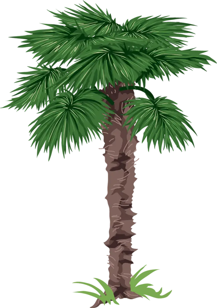 Tropical Palm Tree Illustration