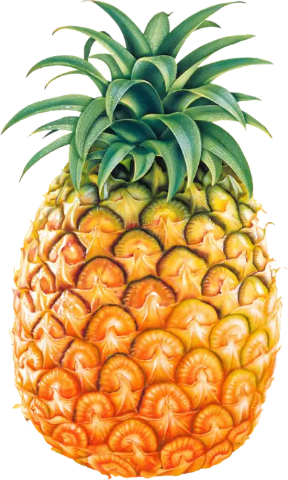 Tropical Pineapple with Green Leaves