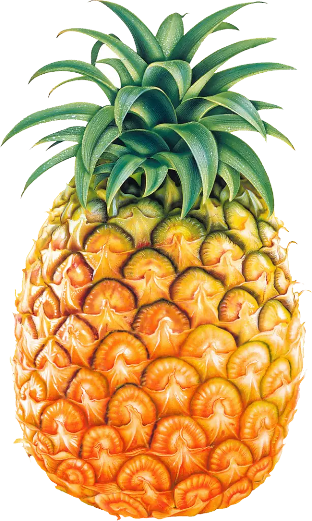 Tropical Pineapple with Green Leaves