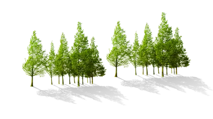 Group of Trees with Shadows