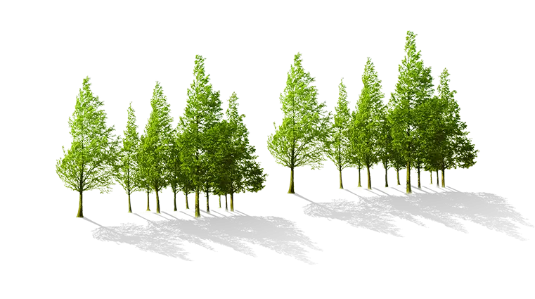 Group of Trees with Shadows