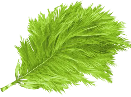 Green Feather Design Illustration