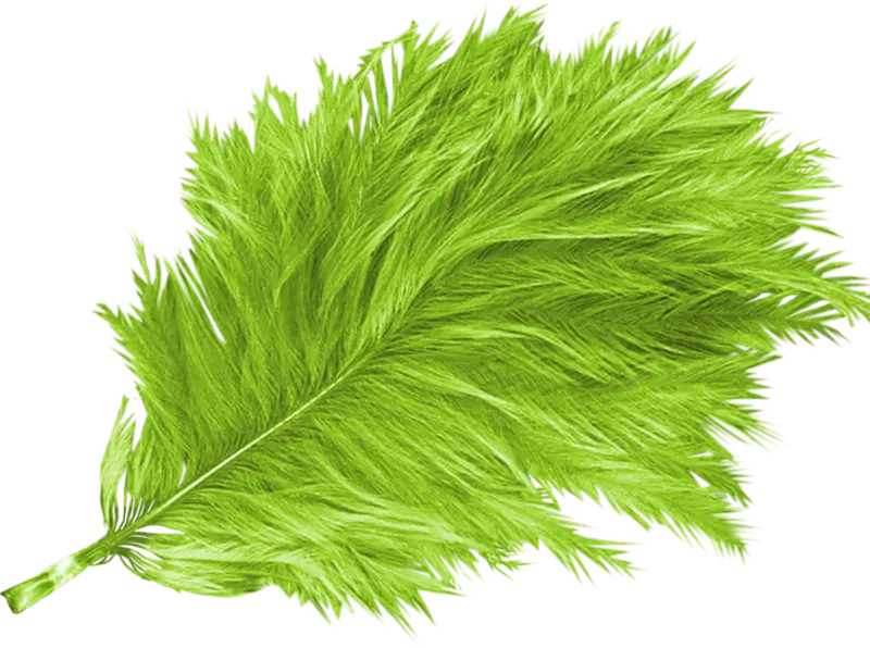 Green Feather Design Illustration