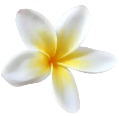 White and Yellow Frangipani Flower as a Tropical Decoration