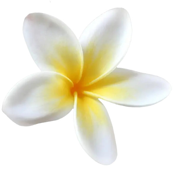 White and Yellow Frangipani Flower as a Tropical Decoration
