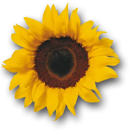 Bright Sunflower with Yellow Petals