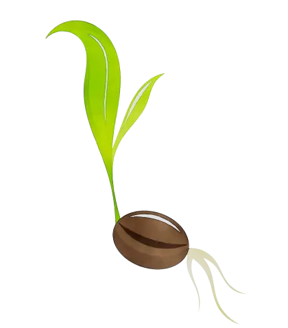 Sprouting Seed with Leaves