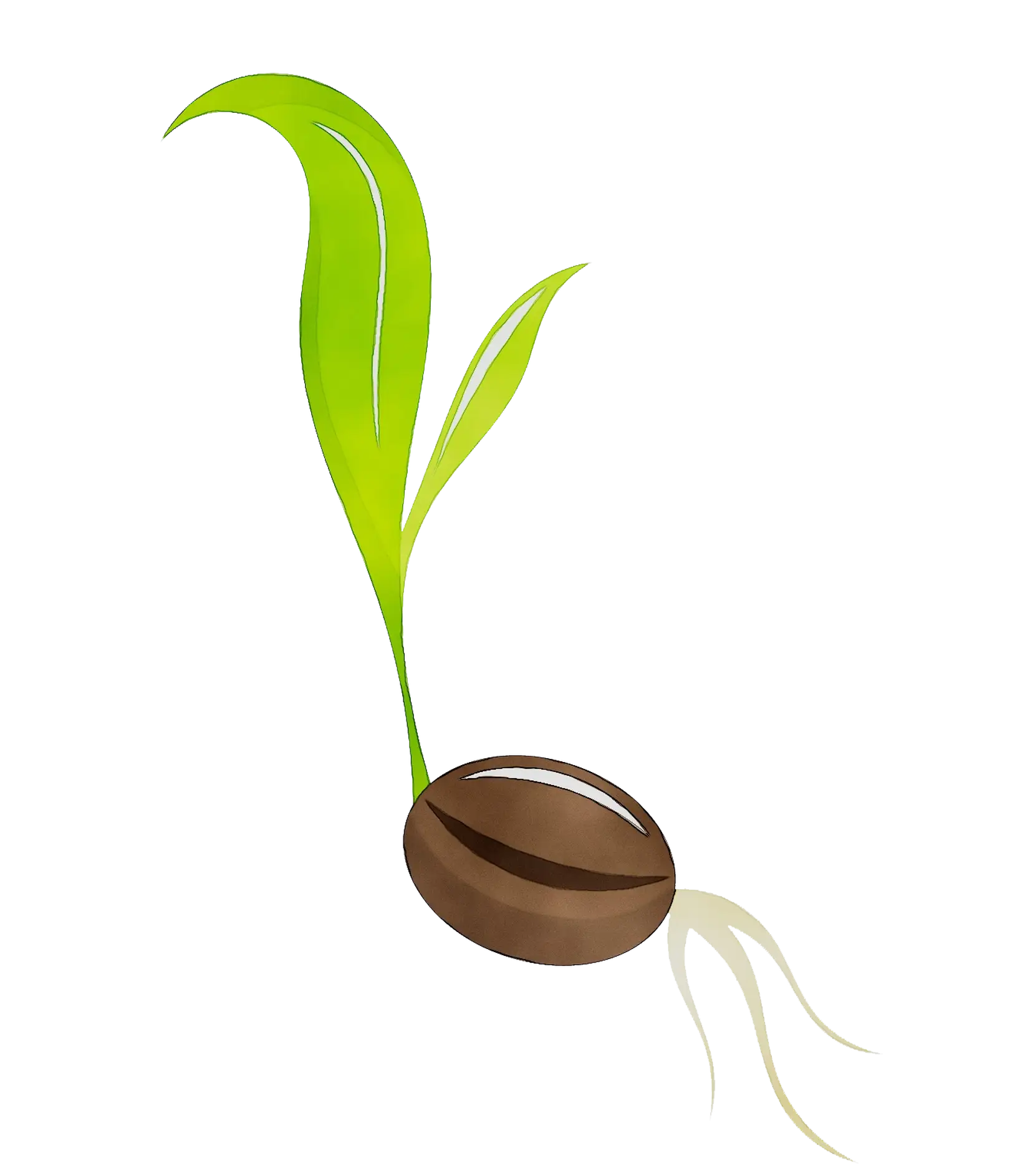 Sprouting Seed with Leaves