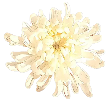 Illustration of a White Chrysanthemum Flower