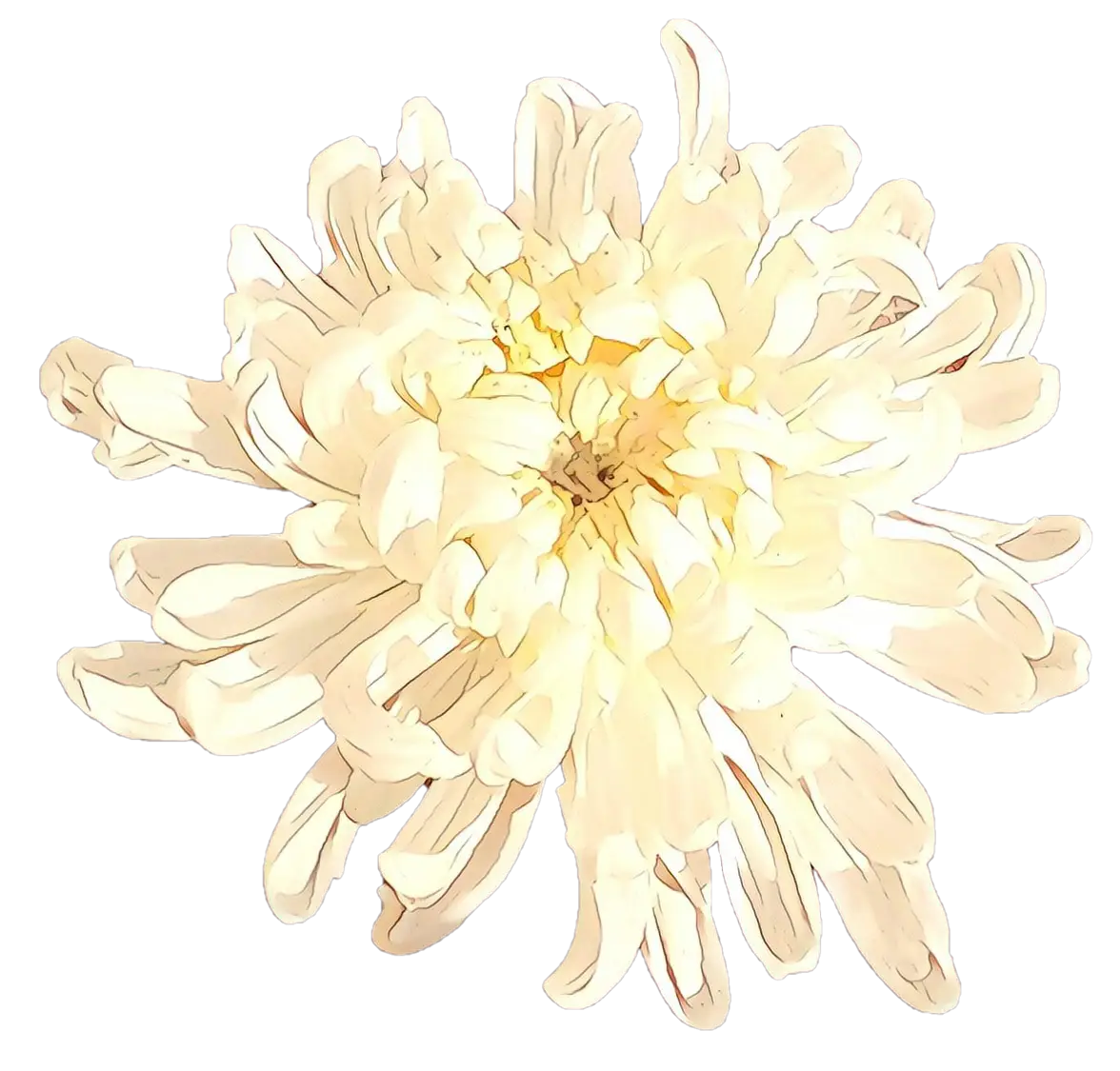 Illustration of a White Chrysanthemum Flower