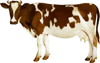 Brown and White Cow Illustration