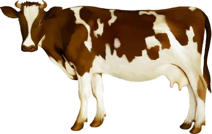 Brown and White Cow Illustration