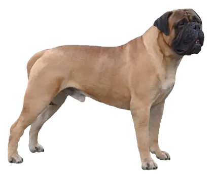 Large Light Brown Dog in Profile