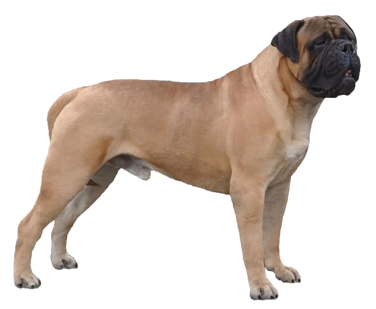 Large Light Brown Dog in Profile
