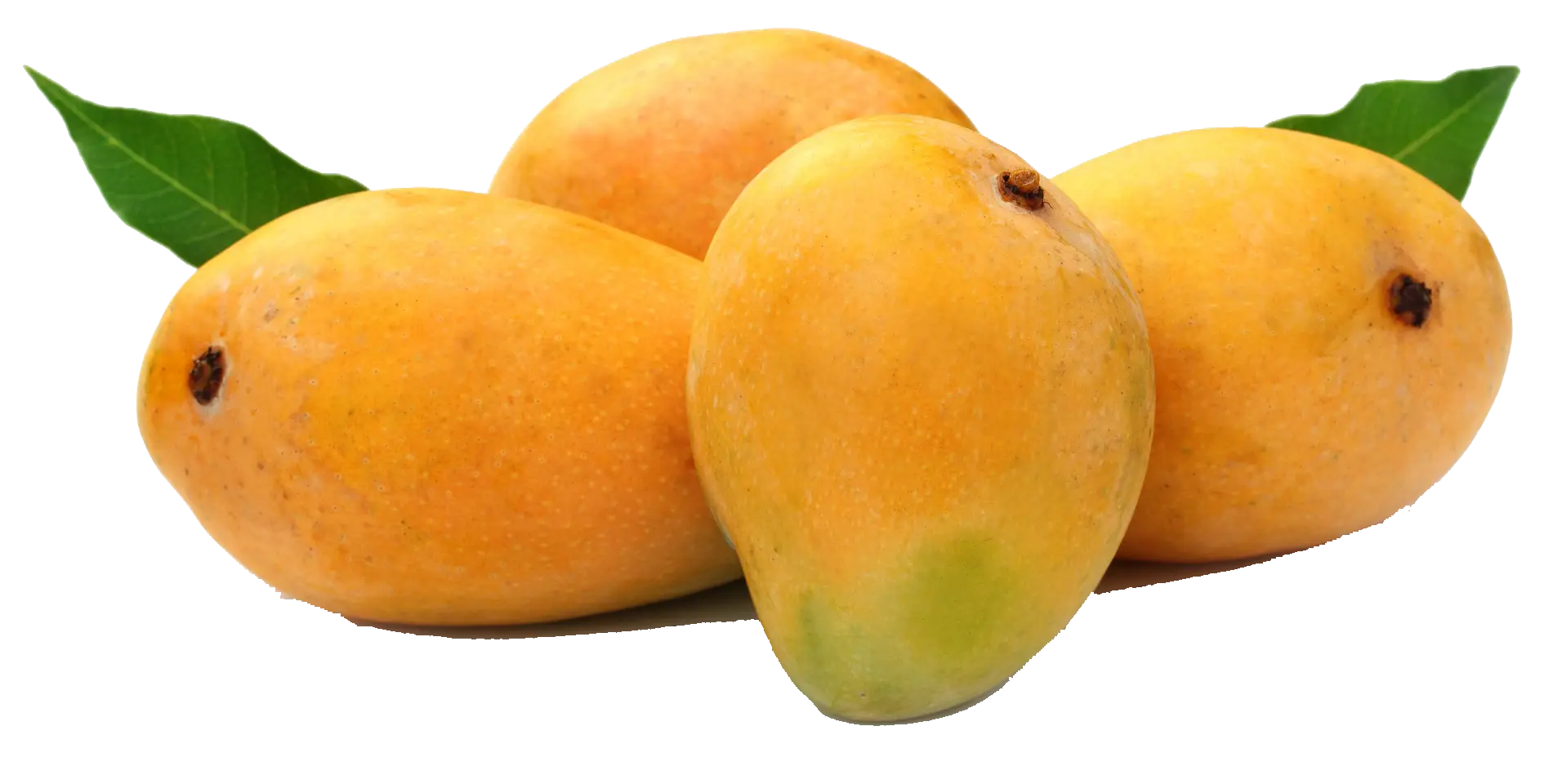 Fresh Mangoes with Leaves