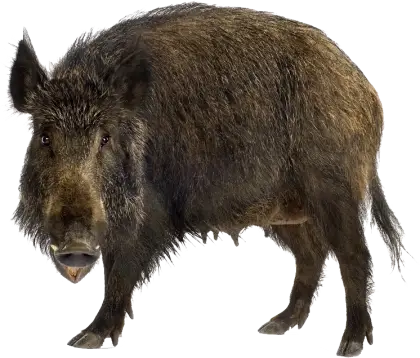 Wild Boar in Natural Habitat