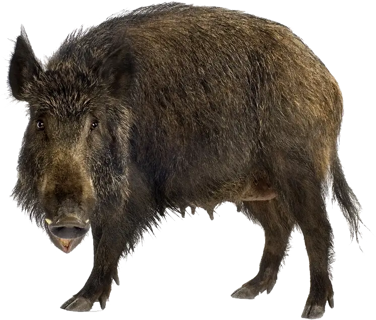 Wild Boar in Natural Habitat