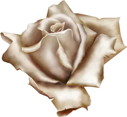 Beige Rose Flower with Delicate Petals