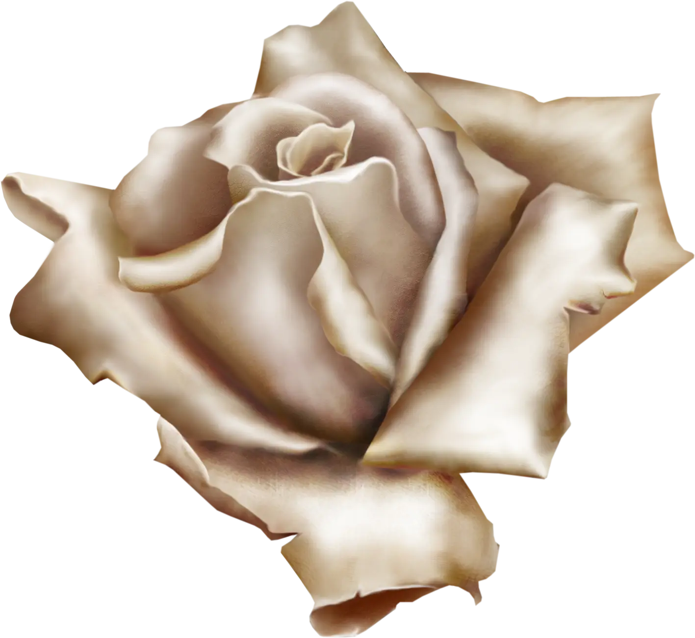 Beige Rose Flower with Delicate Petals