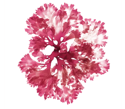 Red Coral Illustration