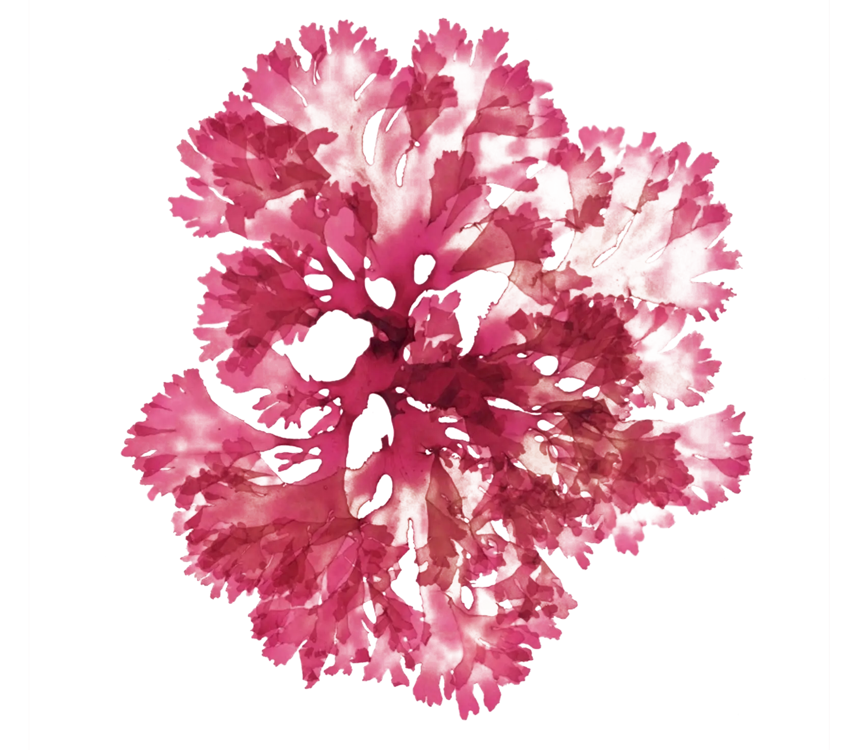 Red Coral Illustration