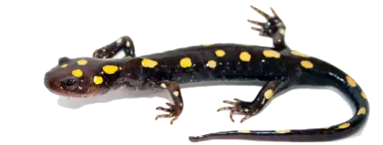 Spotted Salamander with Yellow Dots