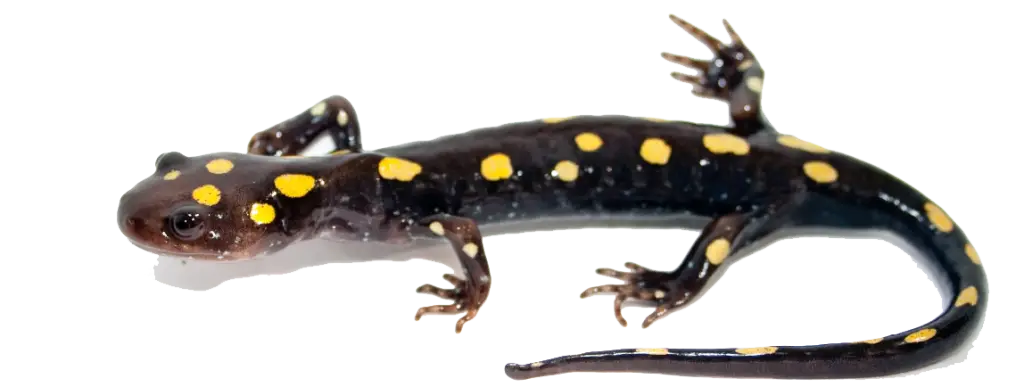 Spotted Salamander with Yellow Dots